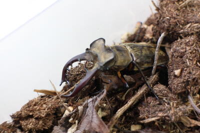 ミヤマクワガタ